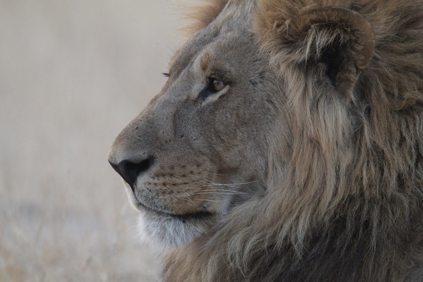 Quintessential Africa (large)