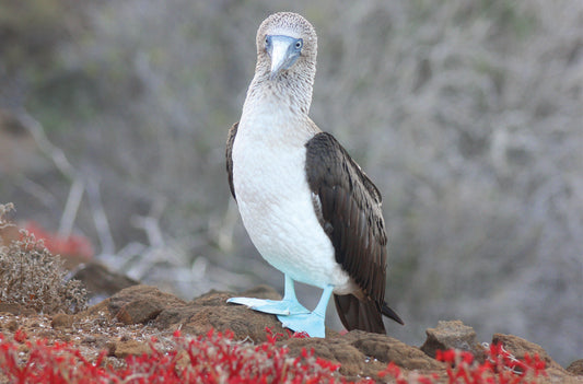 Blue Footed Booby