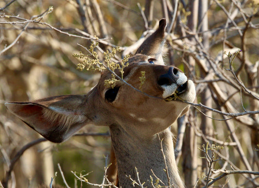 Impala Close Up (small)