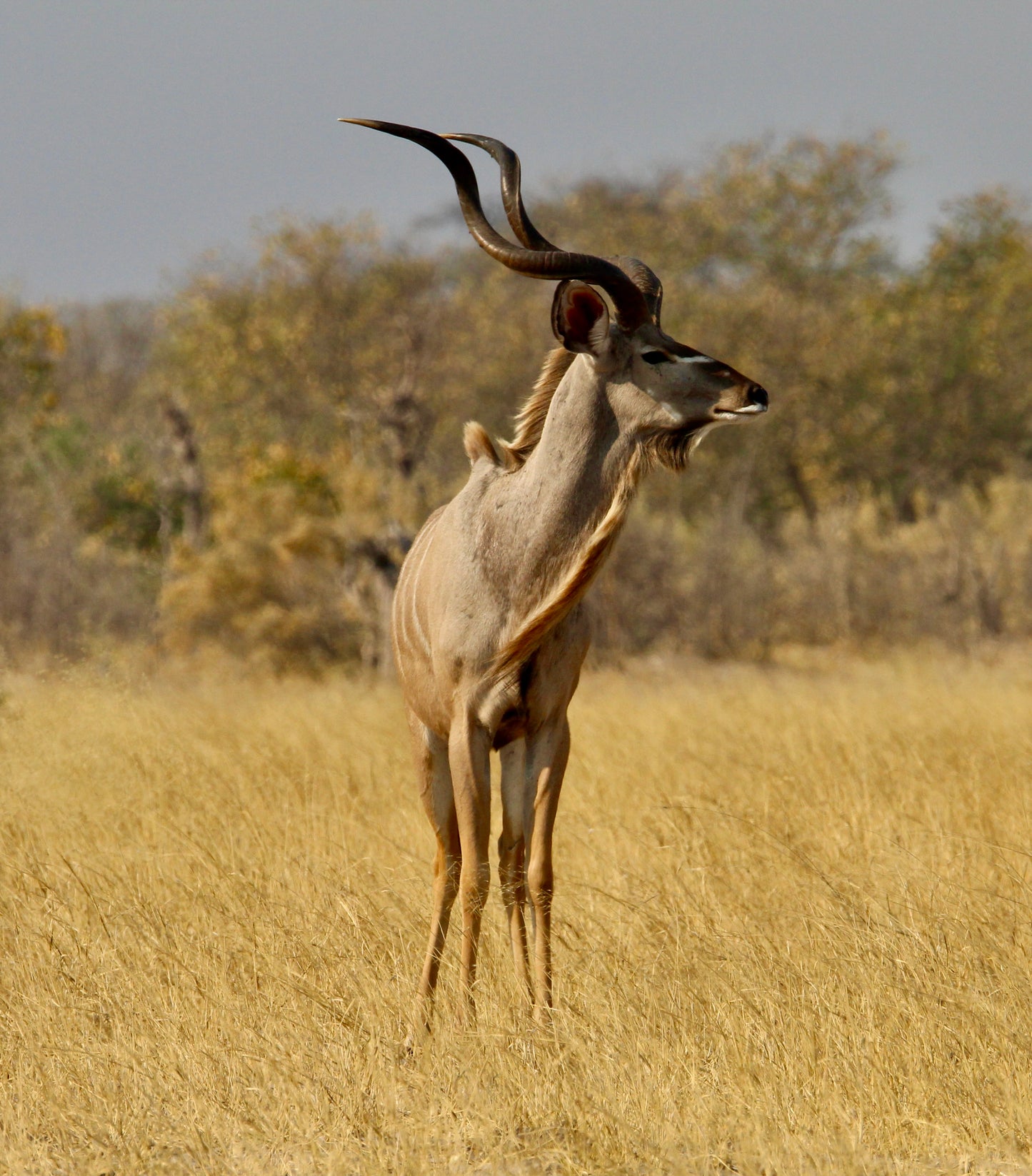 Regal Kudu (small)