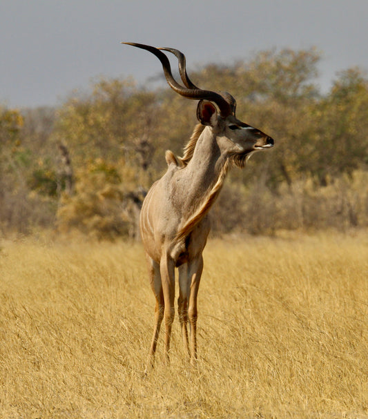 Regal Kudu (small)