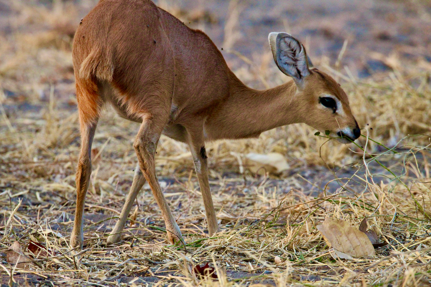Dik-Dik (small)