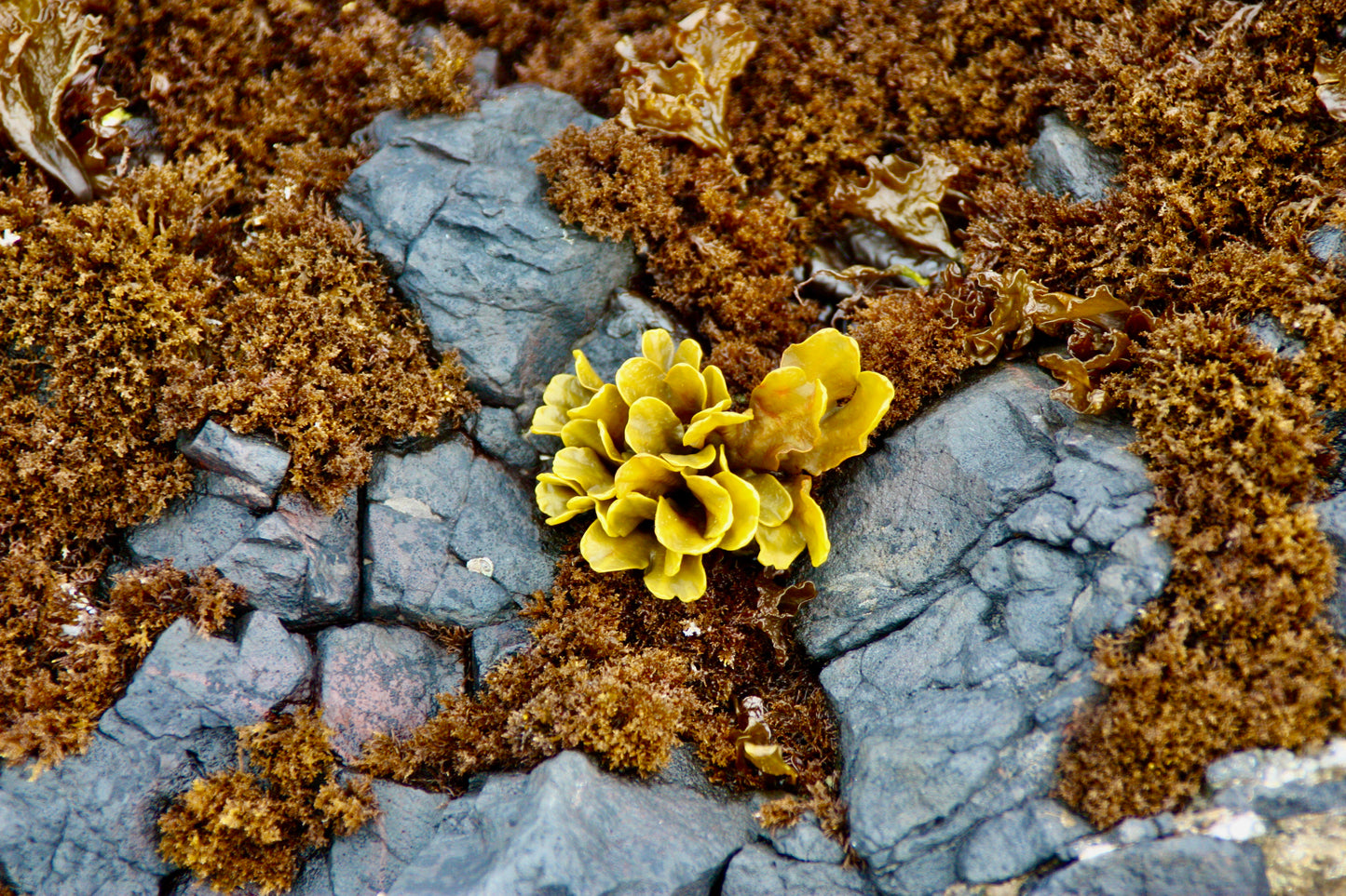 Seaweed and Granite