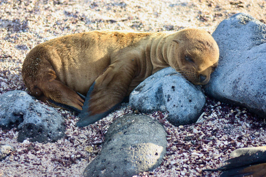 Galapagos Seal Pup (small)