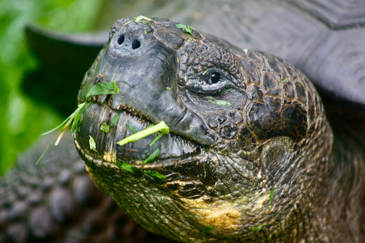 Galapagos Giant Tortoise (small)