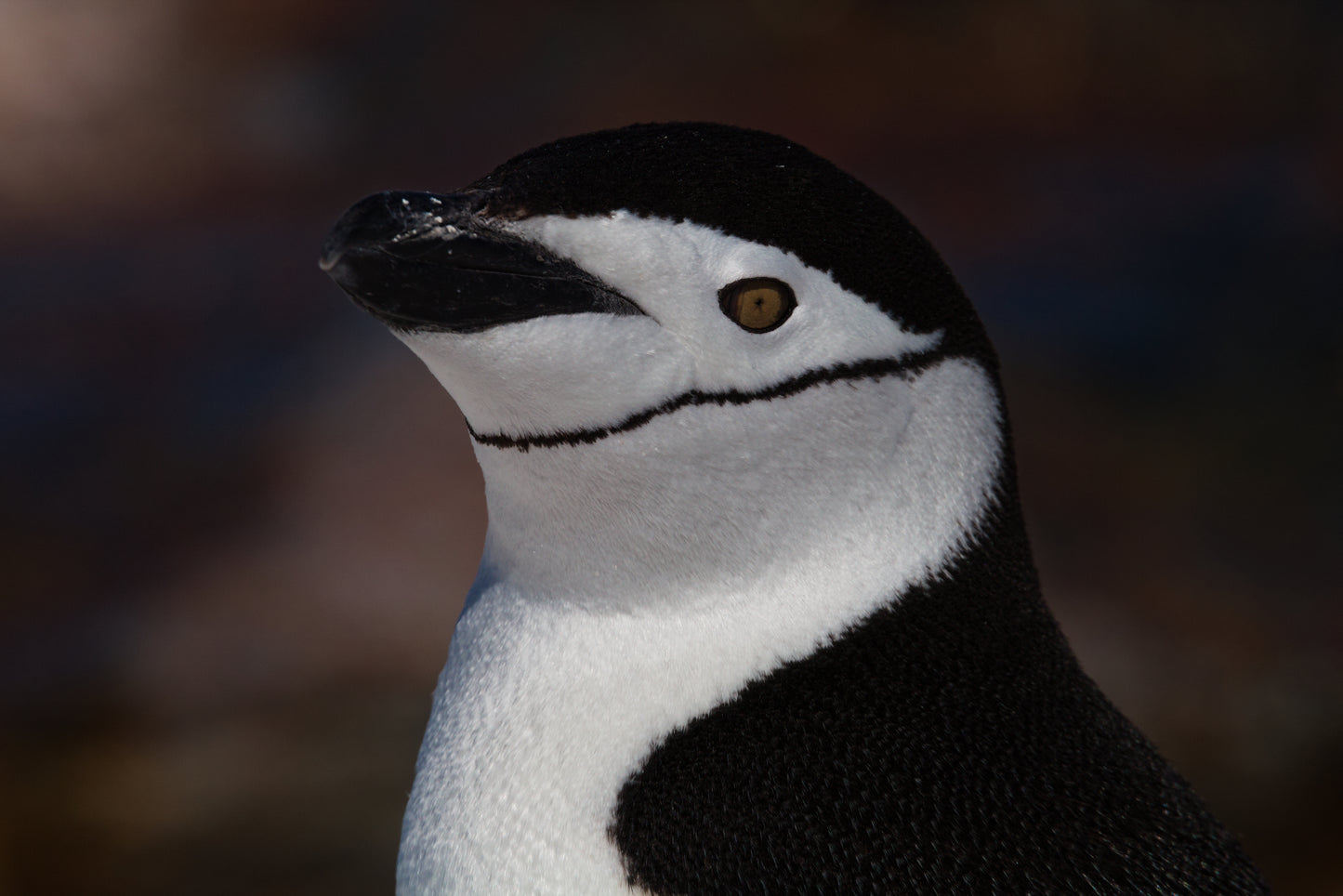 Chinstrap Cutie (small)