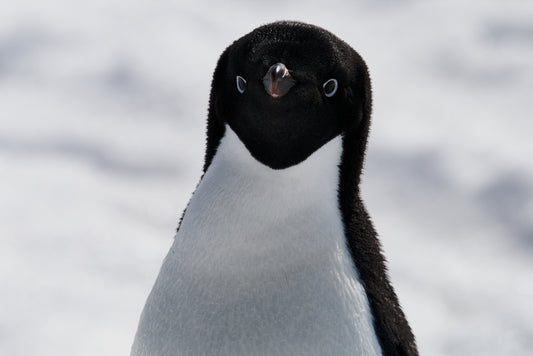 Adorable Adelie (small)