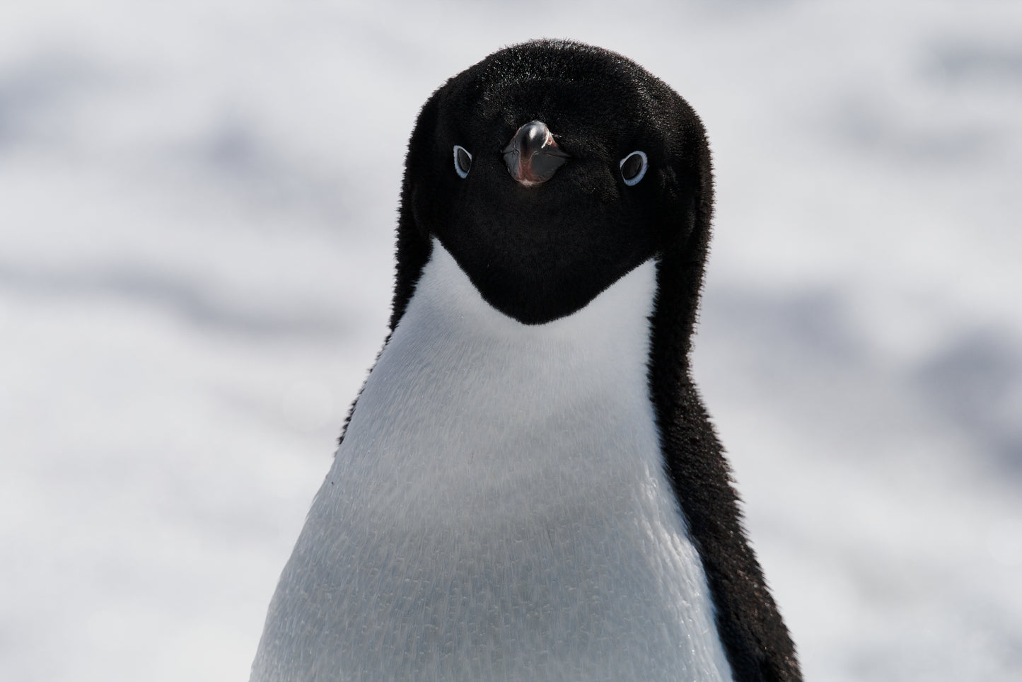 Adorable Adelie (large)