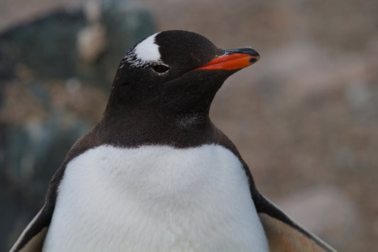 Gentleman Gentoo (large)