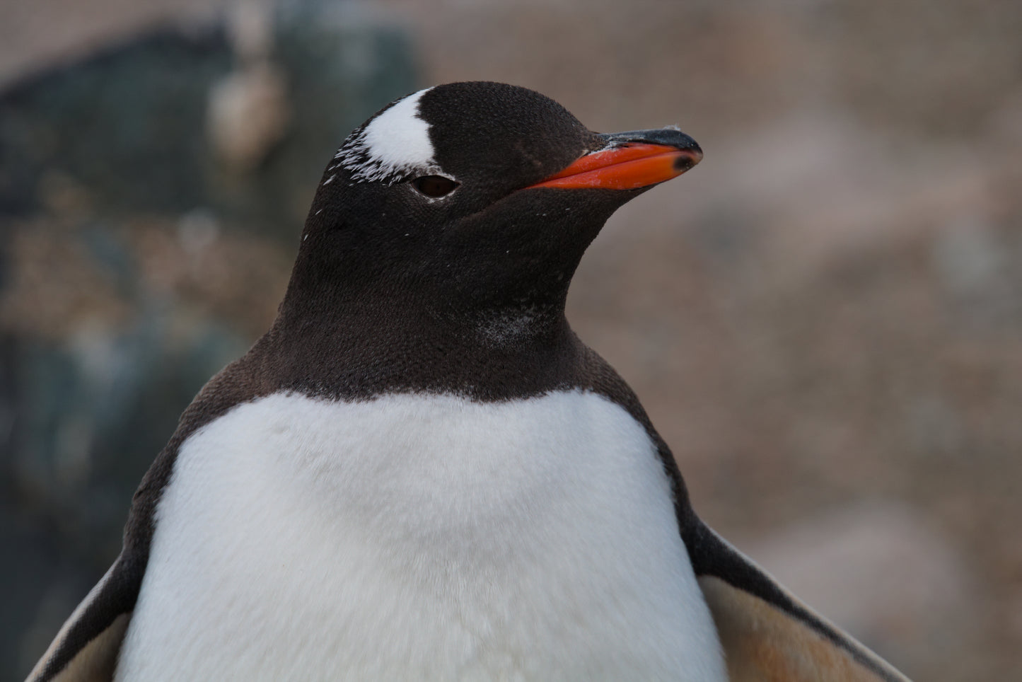 Gentleman Gentoo (small)