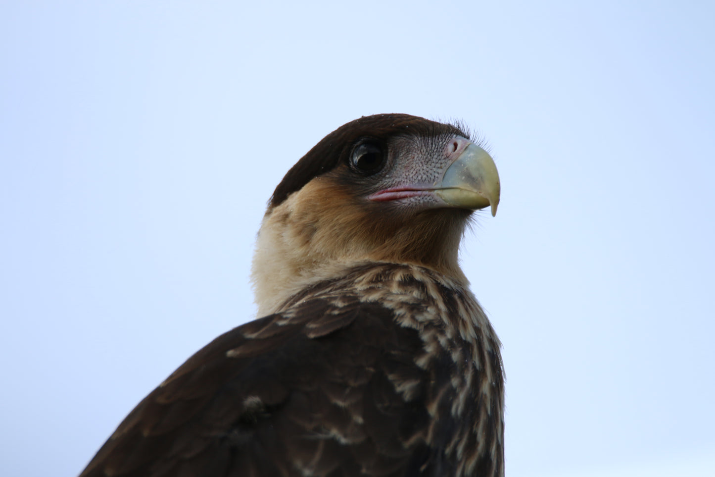 Patagonian Caracara (large)