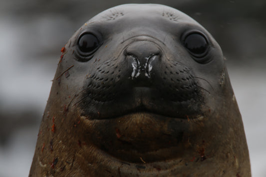 Weddell Seal (small)