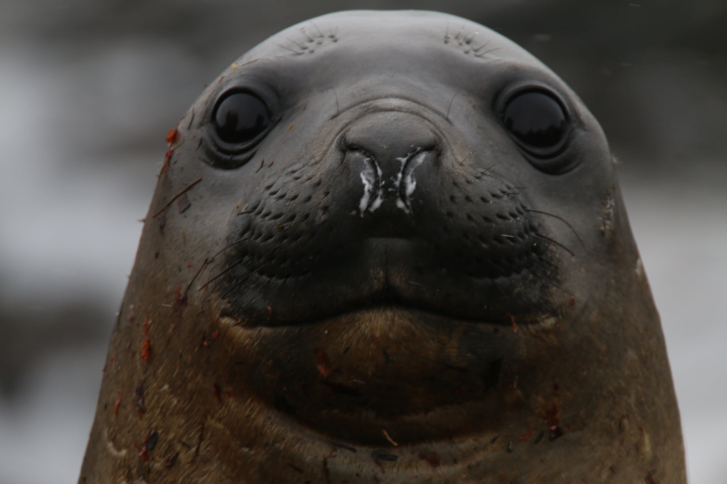 Weddell Seal (large)