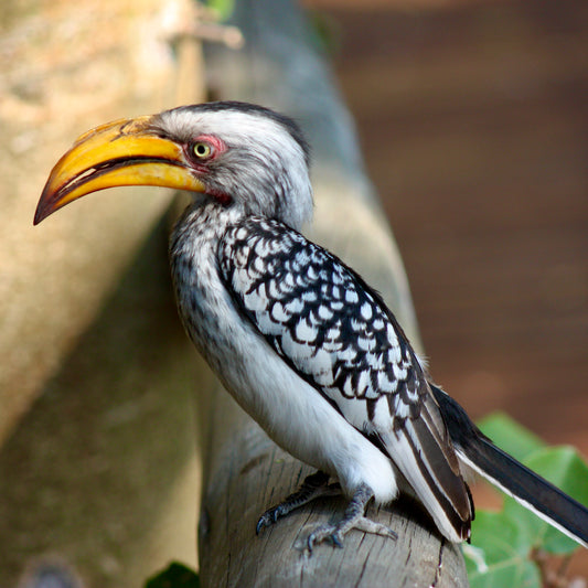 Flying Banana (large)