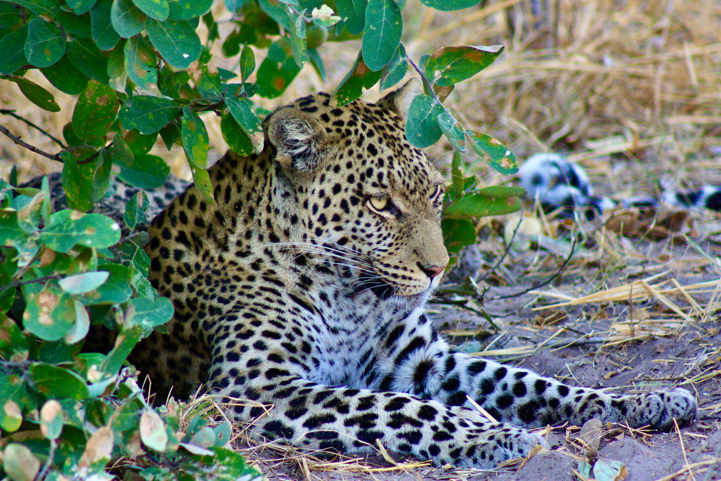 Leopards lounging