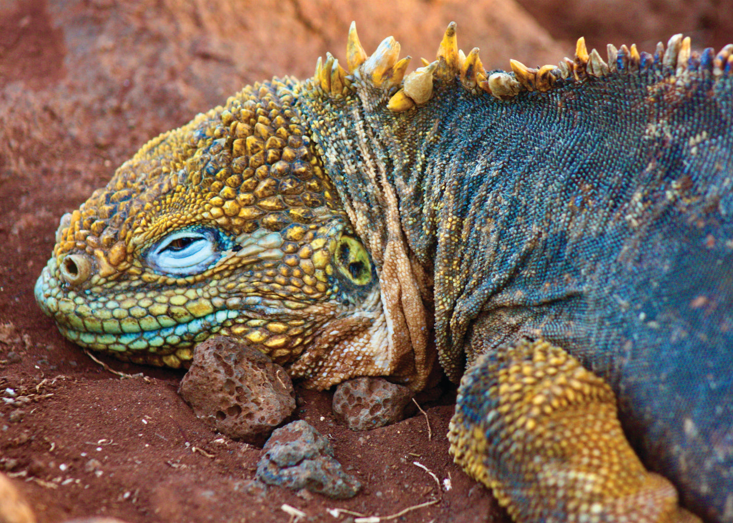 Iguana Be in Pictures