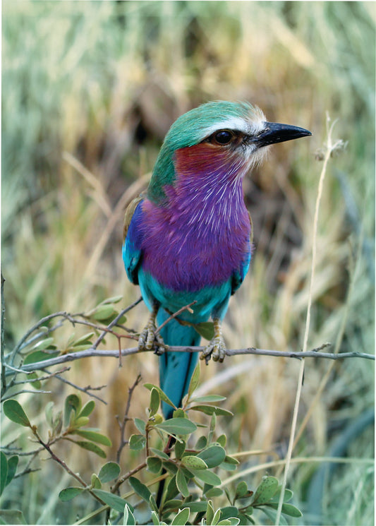 Inquisitive Lilac Breasted Roller