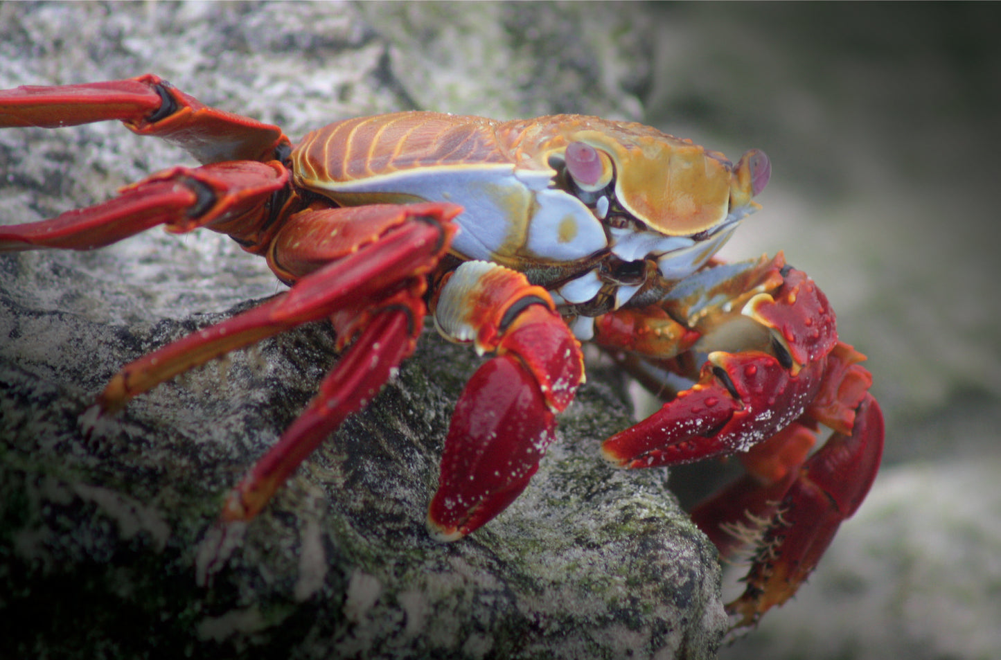 Sally Lightfoot Crab